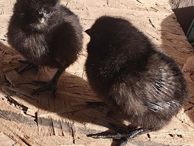 Black silkie chicks