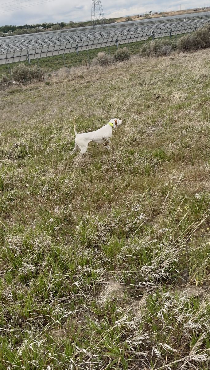 1 year old male English Pointer.