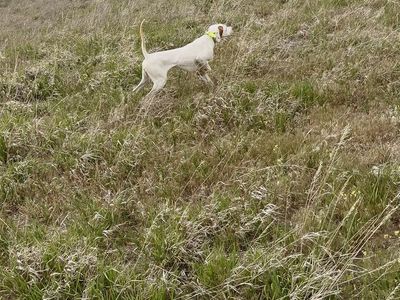 1 year old male English Pointer.