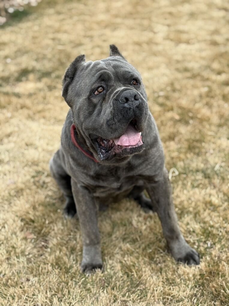Cane Corso AKC GC Lines and ICCF STUD