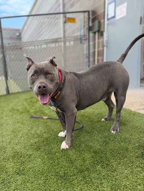A149254 Hippo Bobamus, Available for Adoption