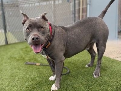 A149254 Hippo Bobamus, Available for Adoption