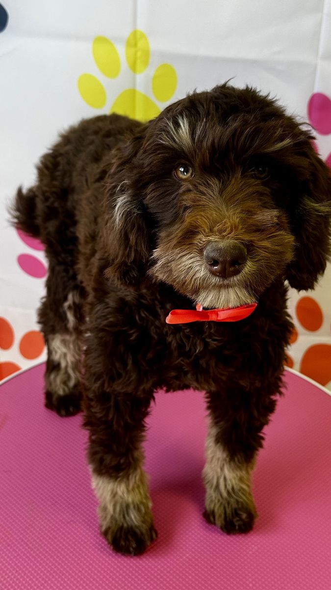 Chocolate Goldendoodles (: