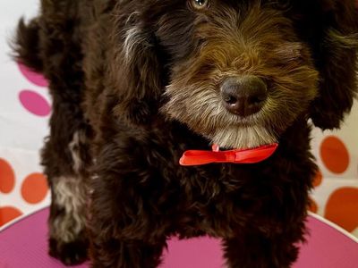 Chocolate Goldendoodles (: