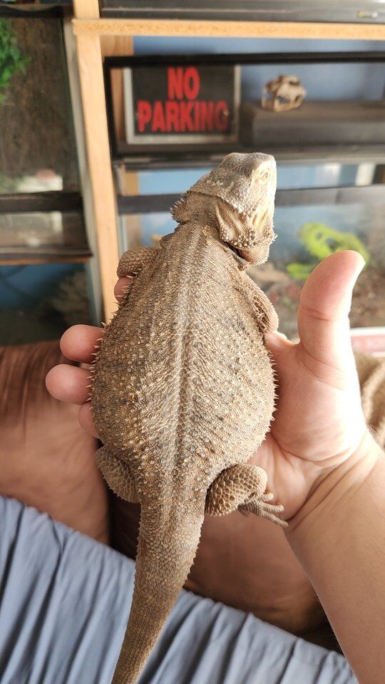 feamale bearded dragon