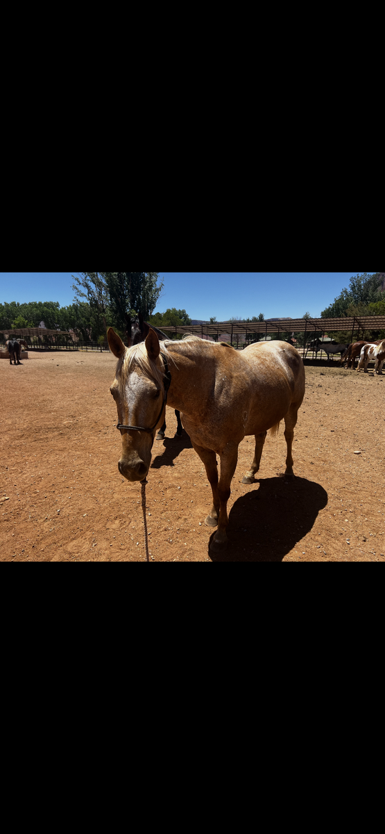 Green Broke + registered Appaloosa