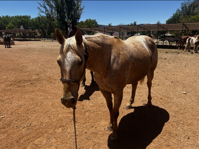 Green Broke + registered Appaloosa
