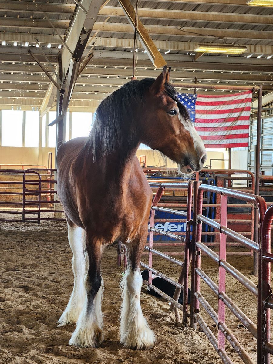 Amazing Clydesdale Mare