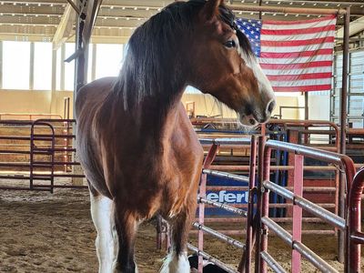 Amazing Clydesdale Mare