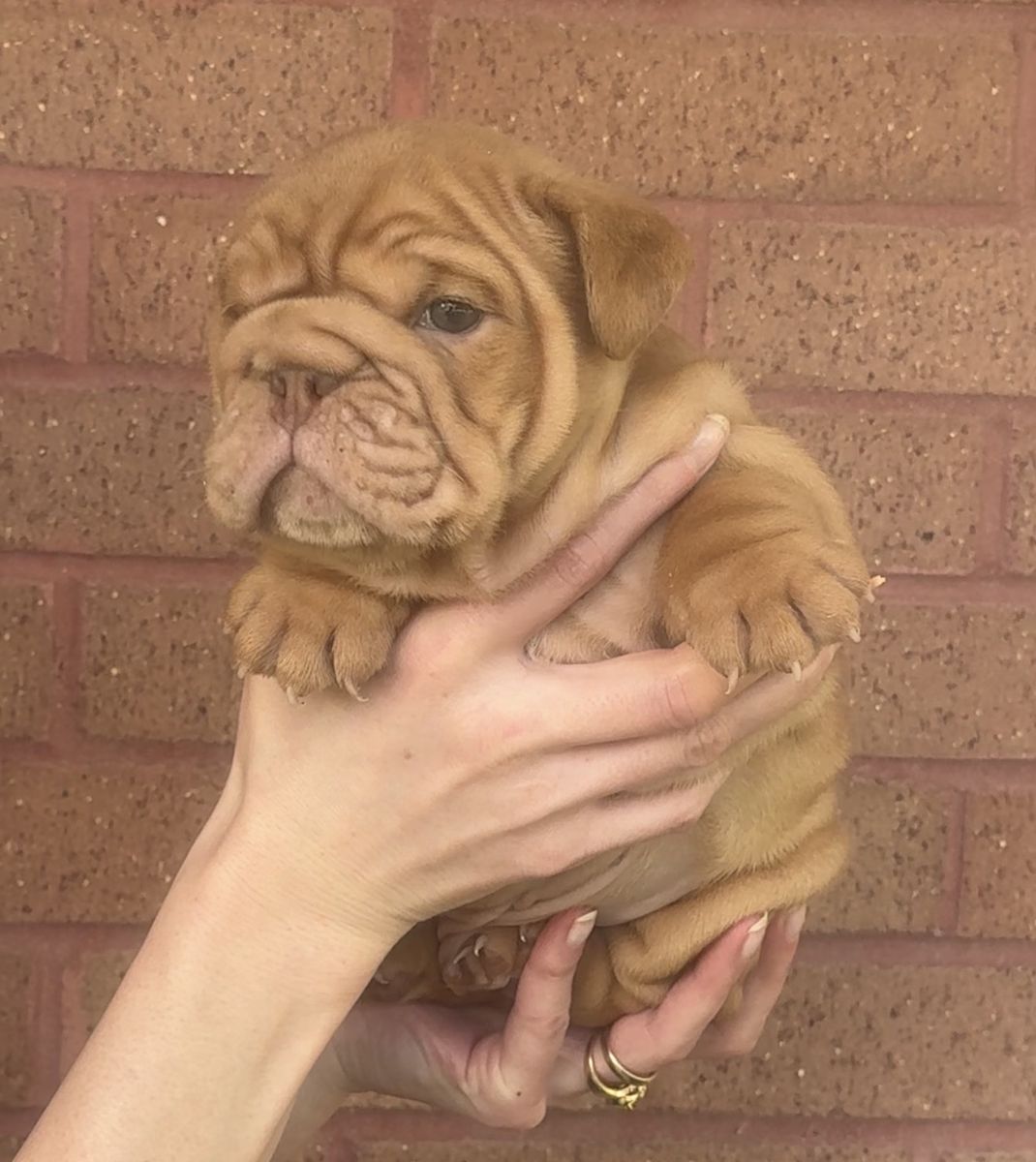 Male English Bulldog Puppy