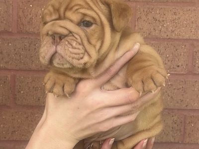 Male English Bulldog Puppy