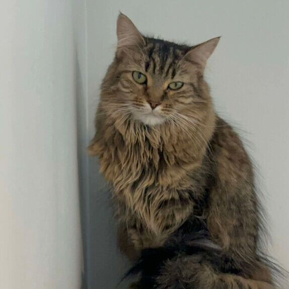 Fixed, Vaxed,  teenage And Adult Kitties!