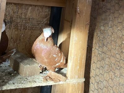 Saxon Priest Pigeons