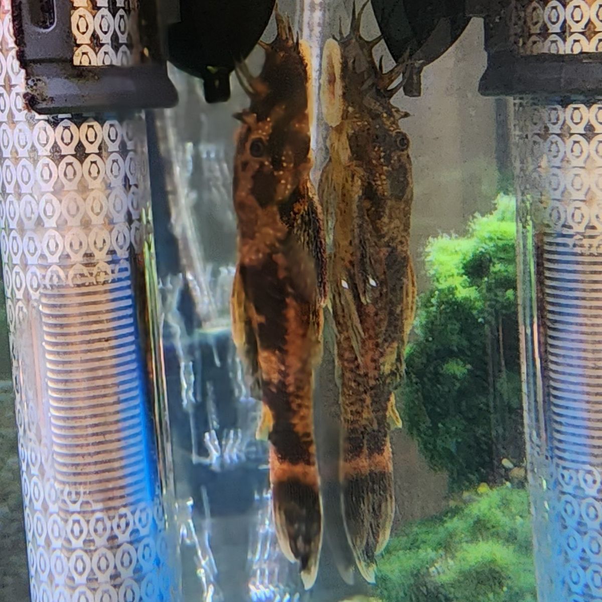 4" ish Bristlenose Pleco $5