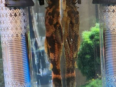 4" ish Bristlenose Pleco $5