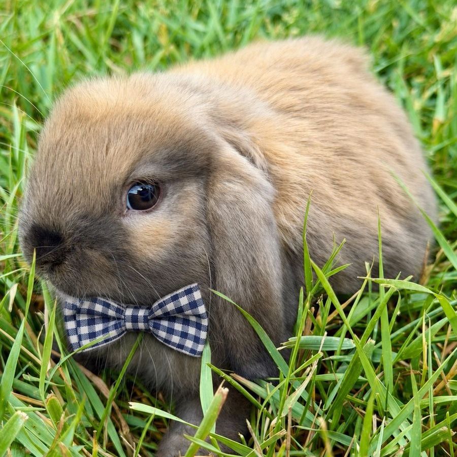 Holland Lop Buck *CAN MEET ON THE WAY TO SALT LAKE ON 7/17*