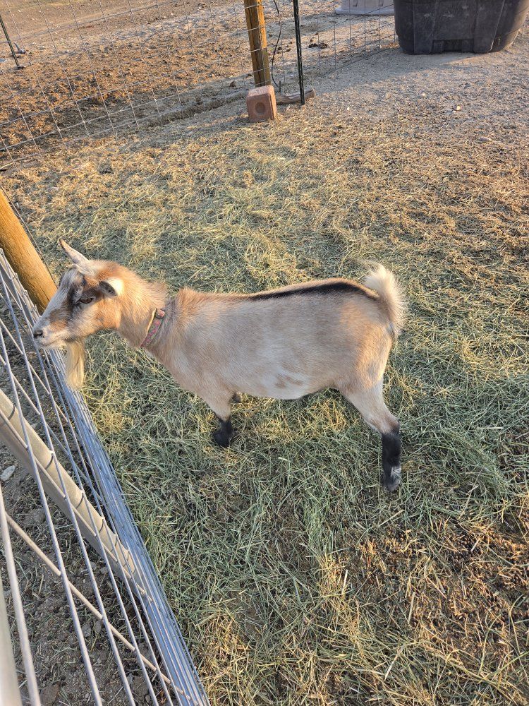 Nigerian Dwarf Goat