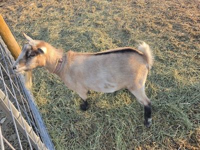 Nigerian Dwarf Goat