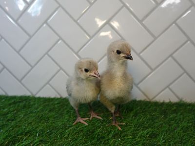 Lavender Orpingtons