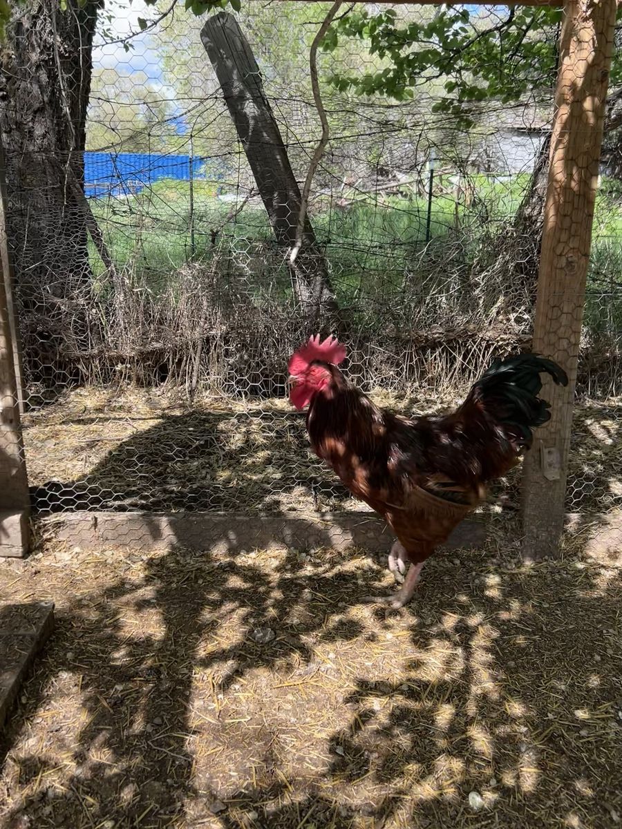 Rhode Island Red Rooster