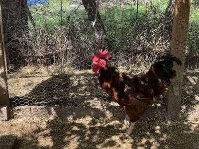 Rhode Island Red Rooster