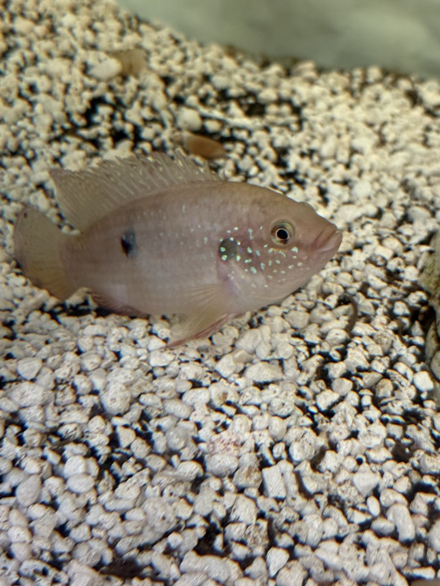 Freshwater Fish: African Jewel Cichlid, Plecos
