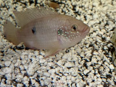 Freshwater Fish: African Jewel Cichlid, Plecos