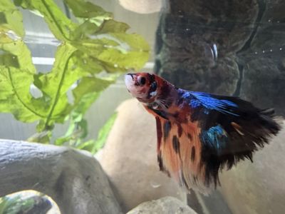 Beautiful betta fish