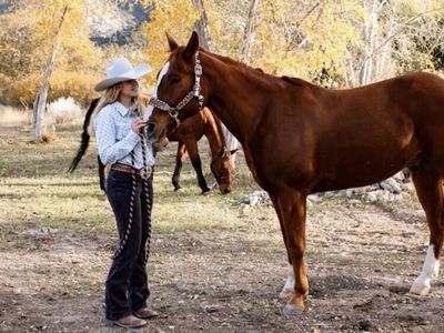 AQHA/APHA Sorrel Gelding