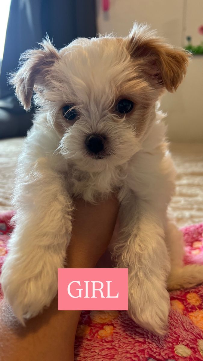 Yorkie Poo Puppies