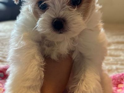 Yorkie Poo Puppies
