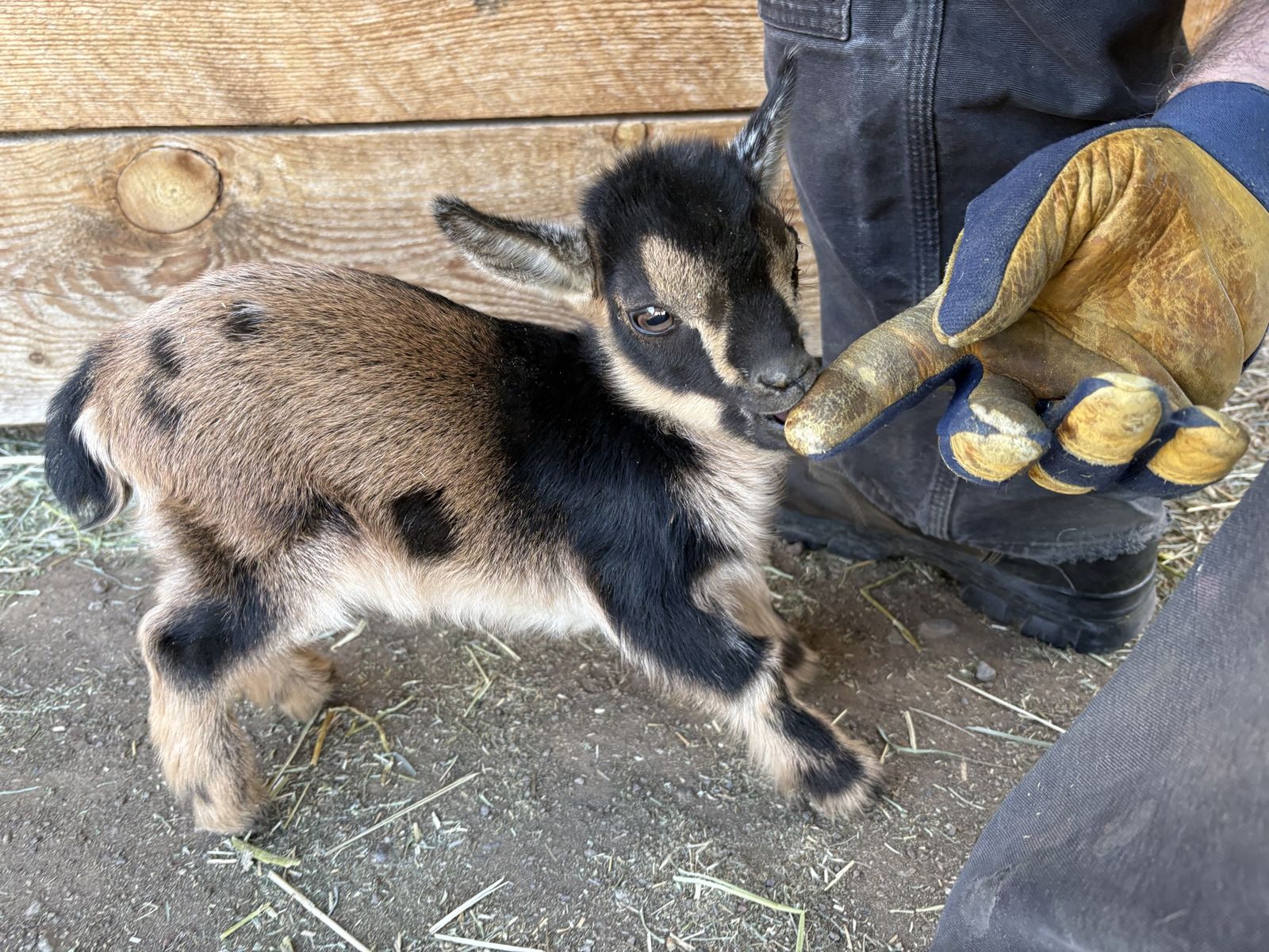 ADGA Polled Nigirian Dwarf Buckling