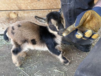 ADGA Polled Nigirian Dwarf Buckling