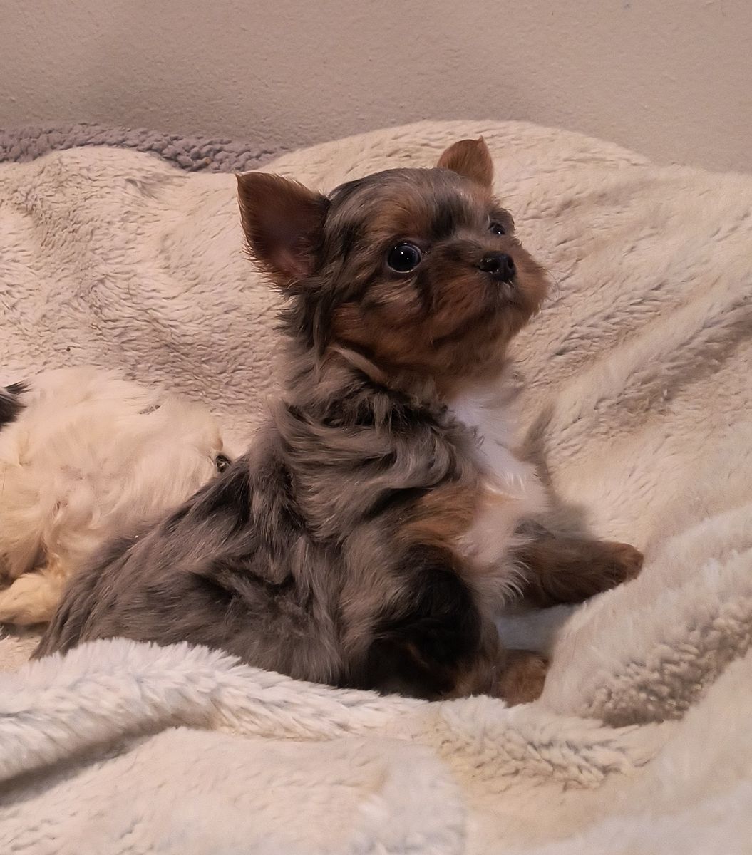 Small and Adorable Designer Yorkie Puppies, 1 blue merle female left!