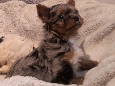 Small and Adorable Designer Yorkie Puppies, 1 blue merle female left!