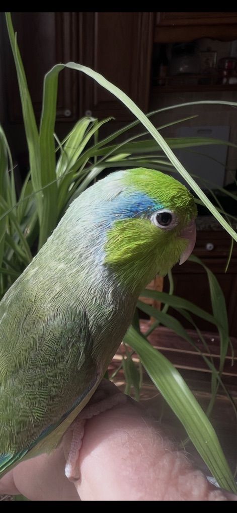 Nice Tame Baby Parrotlets
