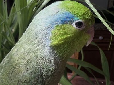Nice Tame Baby Parrotlets
