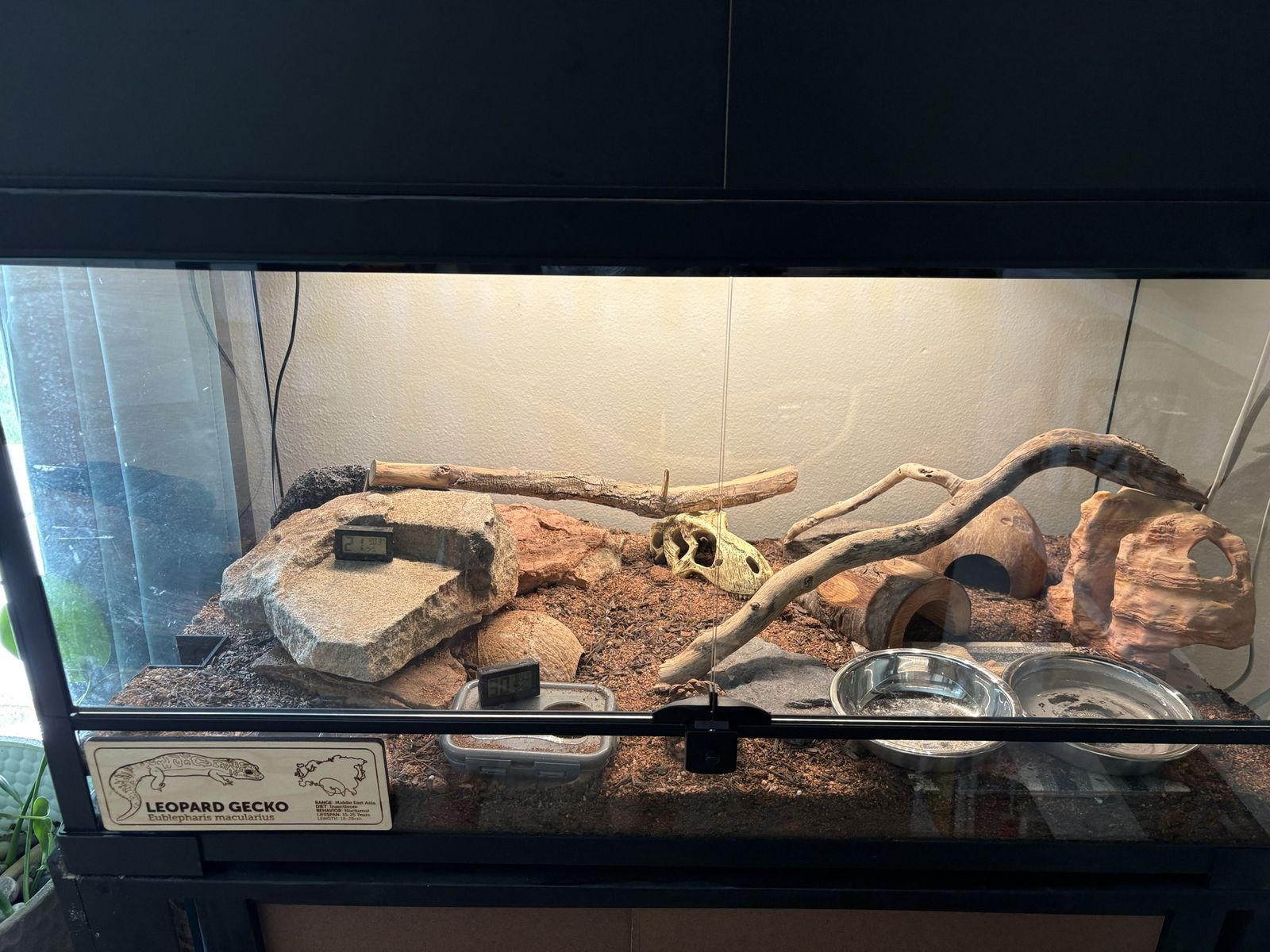 Leopard gecko with enclosure