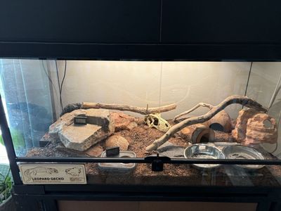Leopard gecko with enclosure