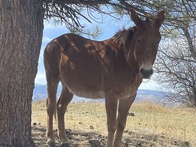 15 Year Old John Pack Mule