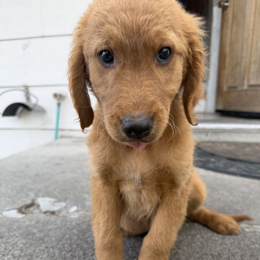 Irish Goldendoodle Puppies