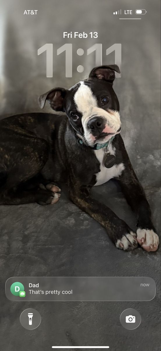 Boston Terrier