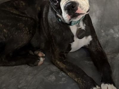 Boston Terrier