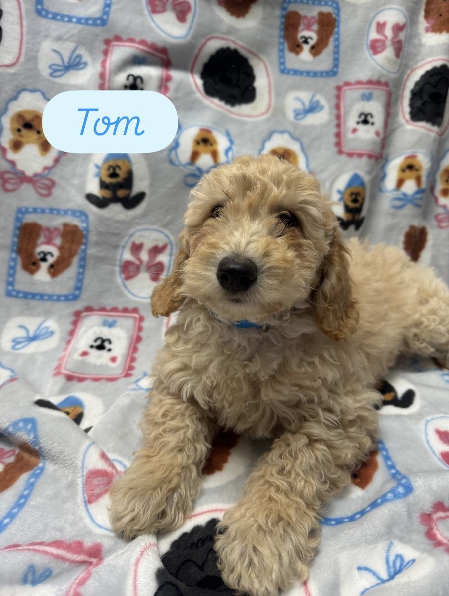 Golden doodles available now