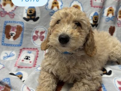 Golden doodles available now