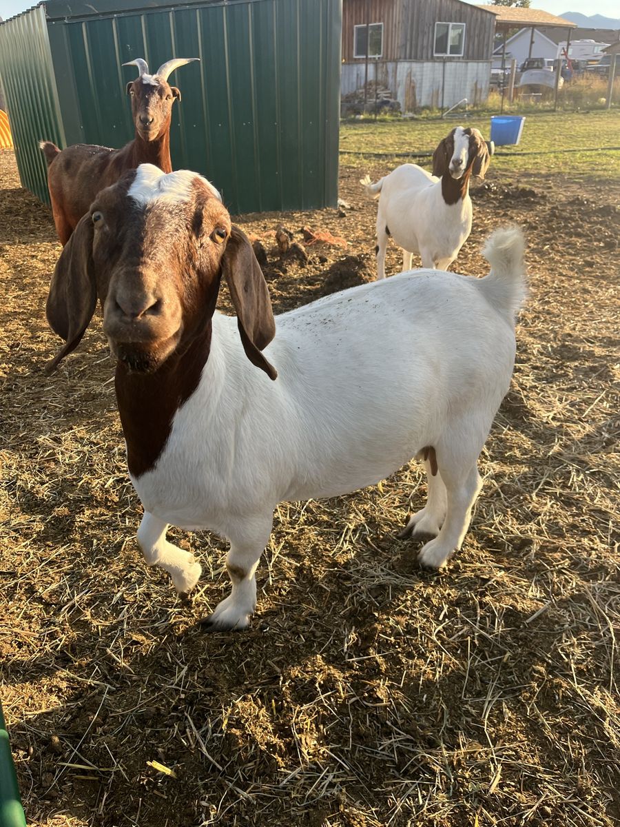 Healthy Goats for Sale - selling our goat herd: great moms for 4H projects 