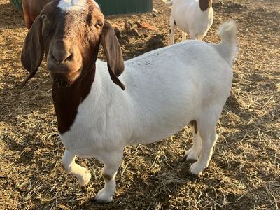 Healthy Goats for Sale - selling our goat herd: great moms for 4H projects