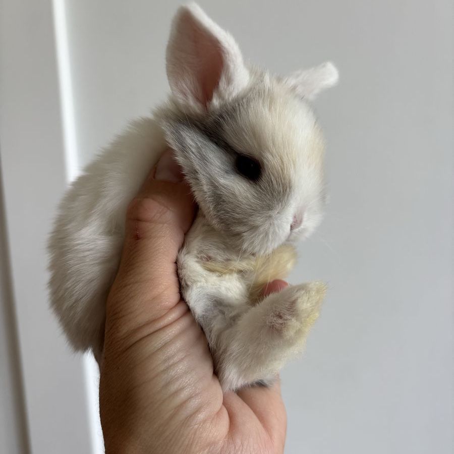 Holland lop doe