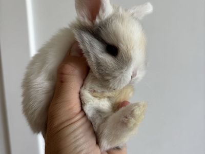 Holland lop doe