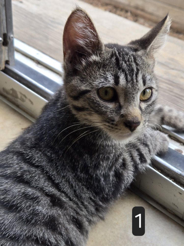 Free Rescued males kittens